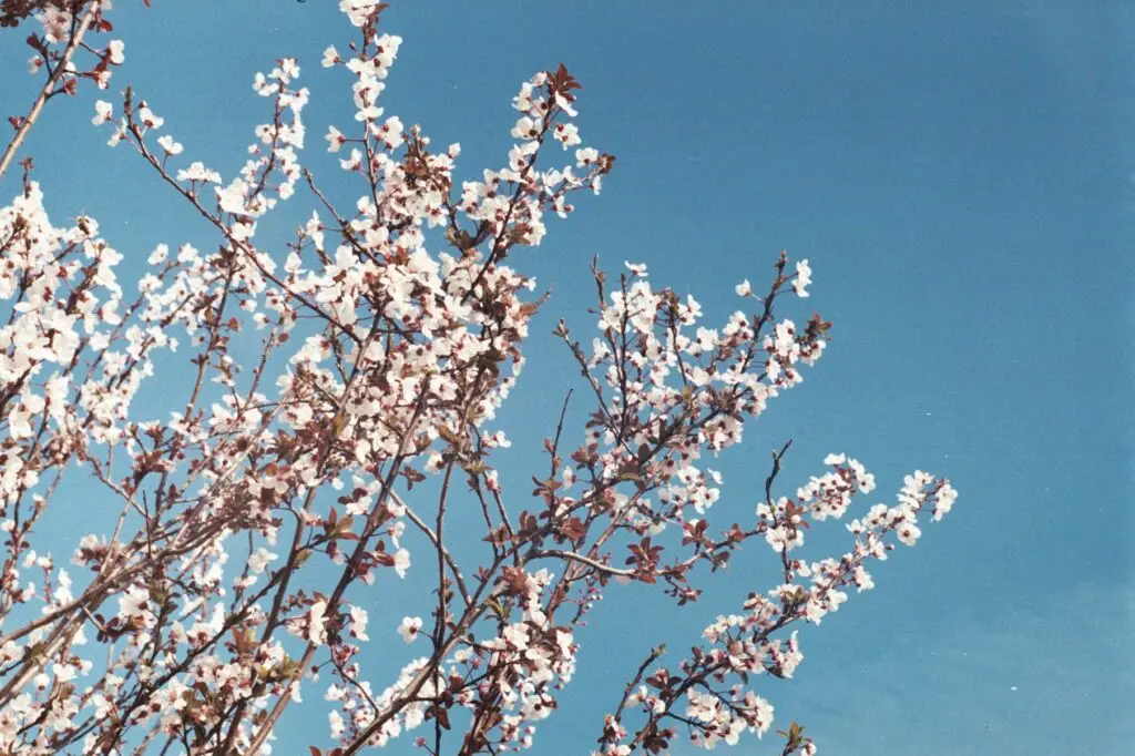 aaa017 (1)